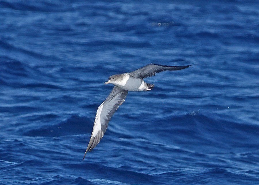 Pink-footed Shearwater - George Chapman