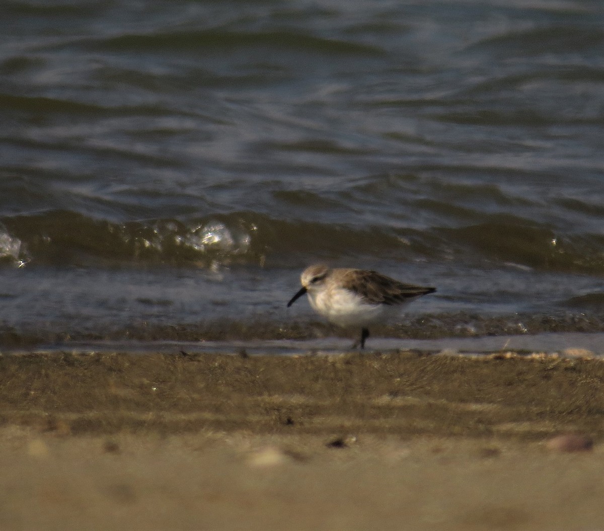 Semipalmated Sandpiper - Yohanny Olivares Barraza