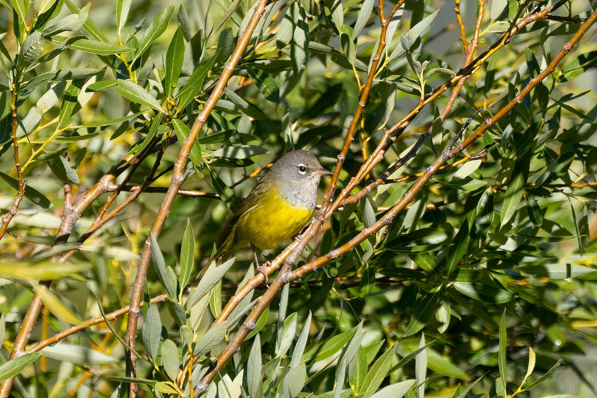 MacGillivray's Warbler - Kumiko Iwashita