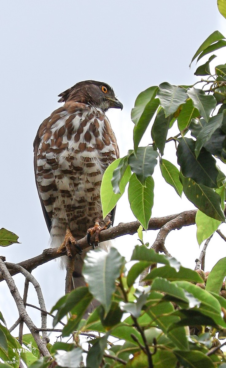 Crested Goshawk - ML603847021