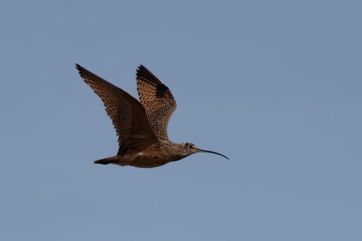 Long-billed Curlew - Nathan Thokle