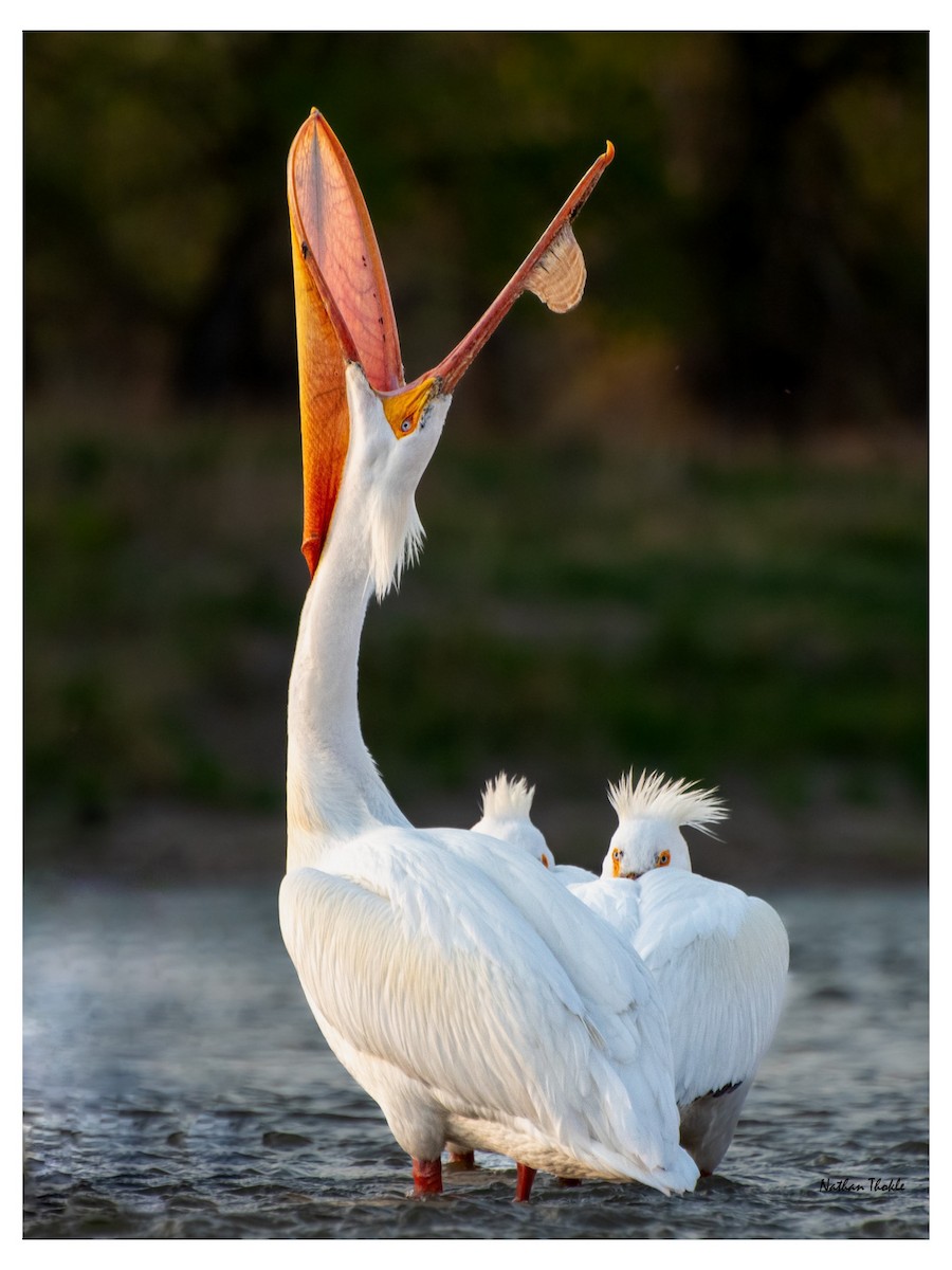 American White Pelican - ML603847541