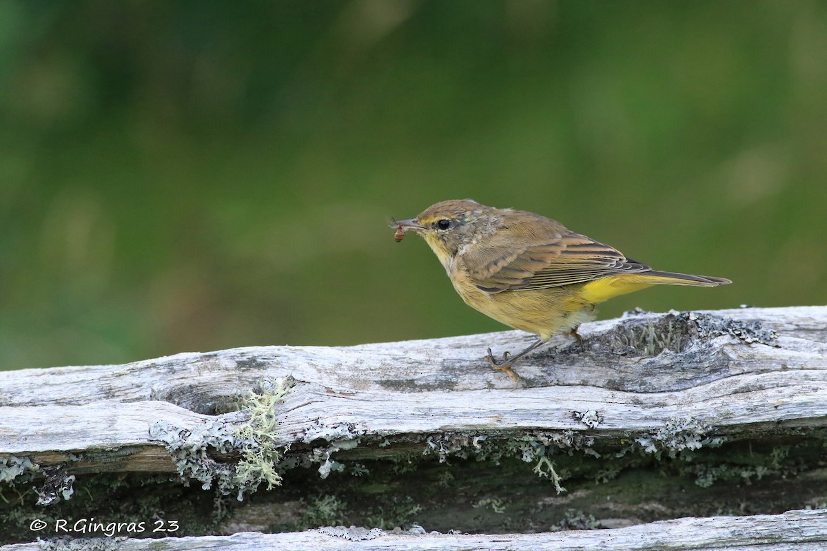 Palm Warbler - ML603847681