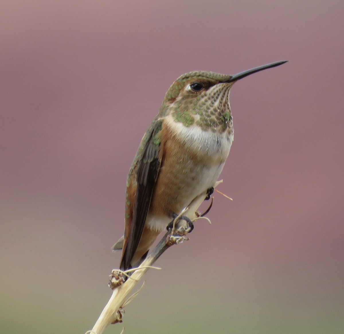 Rufous Hummingbird - ML603848871