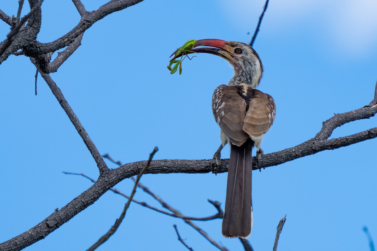Southern Red-billed Hornbill - Jeff Huth