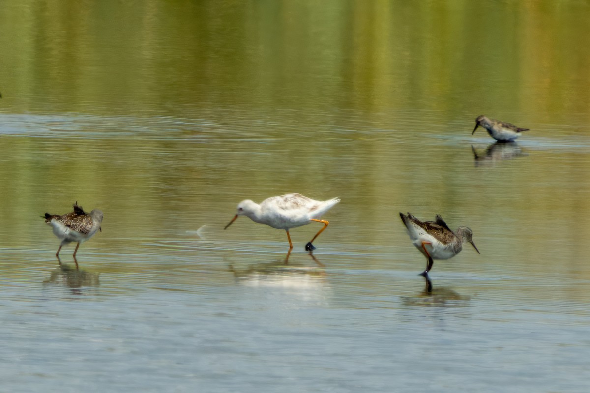 Lesser Yellowlegs - ML603851331