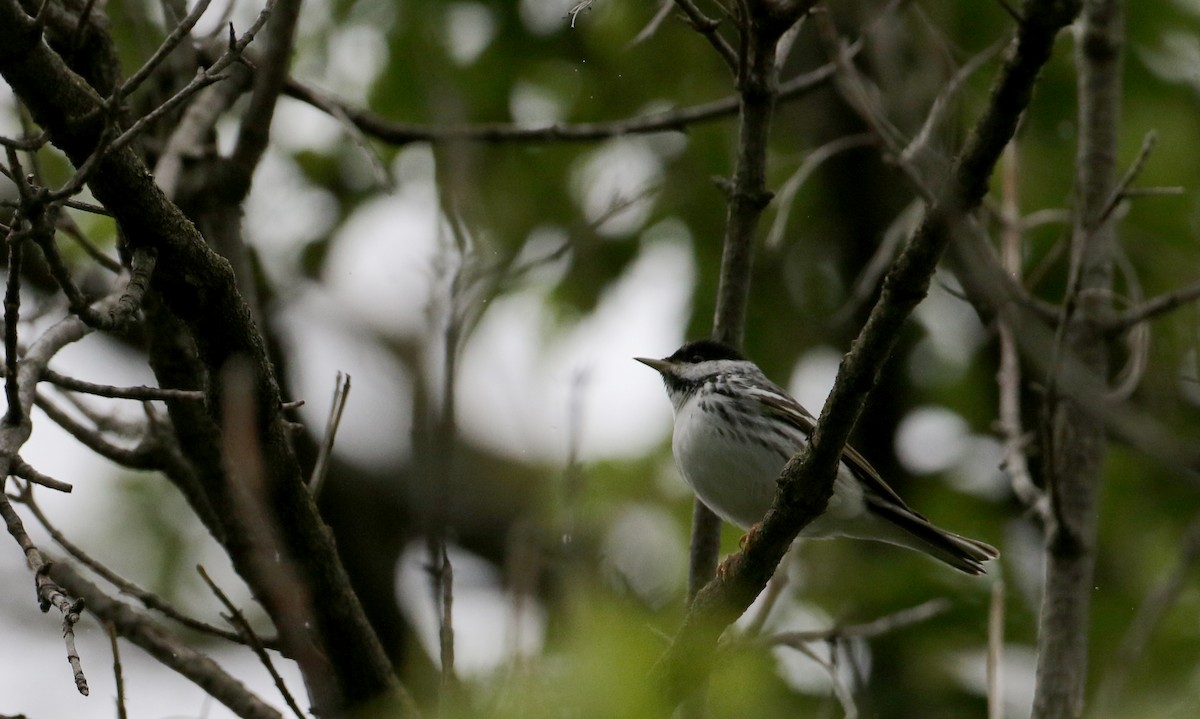 Blackpoll Warbler - Jay McGowan