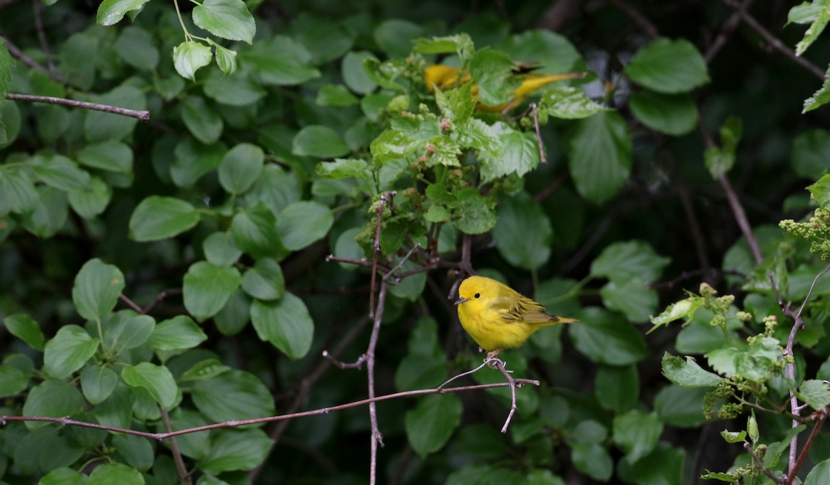 Yellow Warbler (Northern) - ML60385311