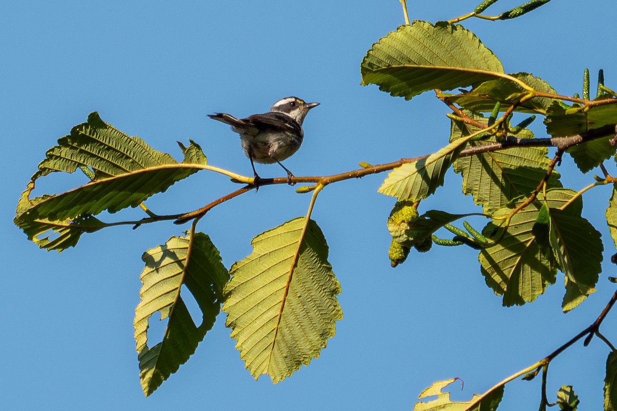 Black-throated Gray Warbler - Grace Oliver