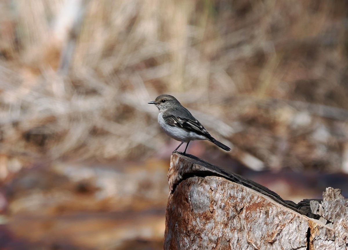 Hooded Robin - ML603853191