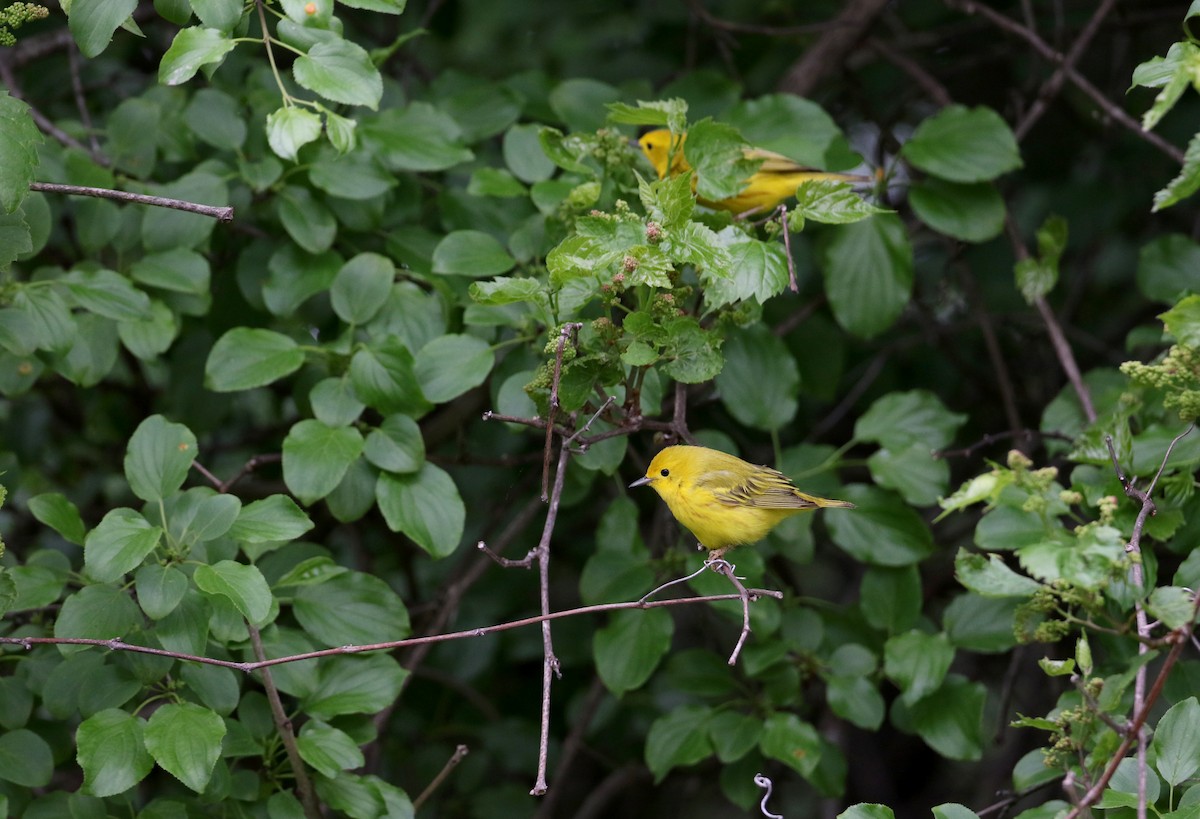 Northern Yellow Warbler - Jay McGowan