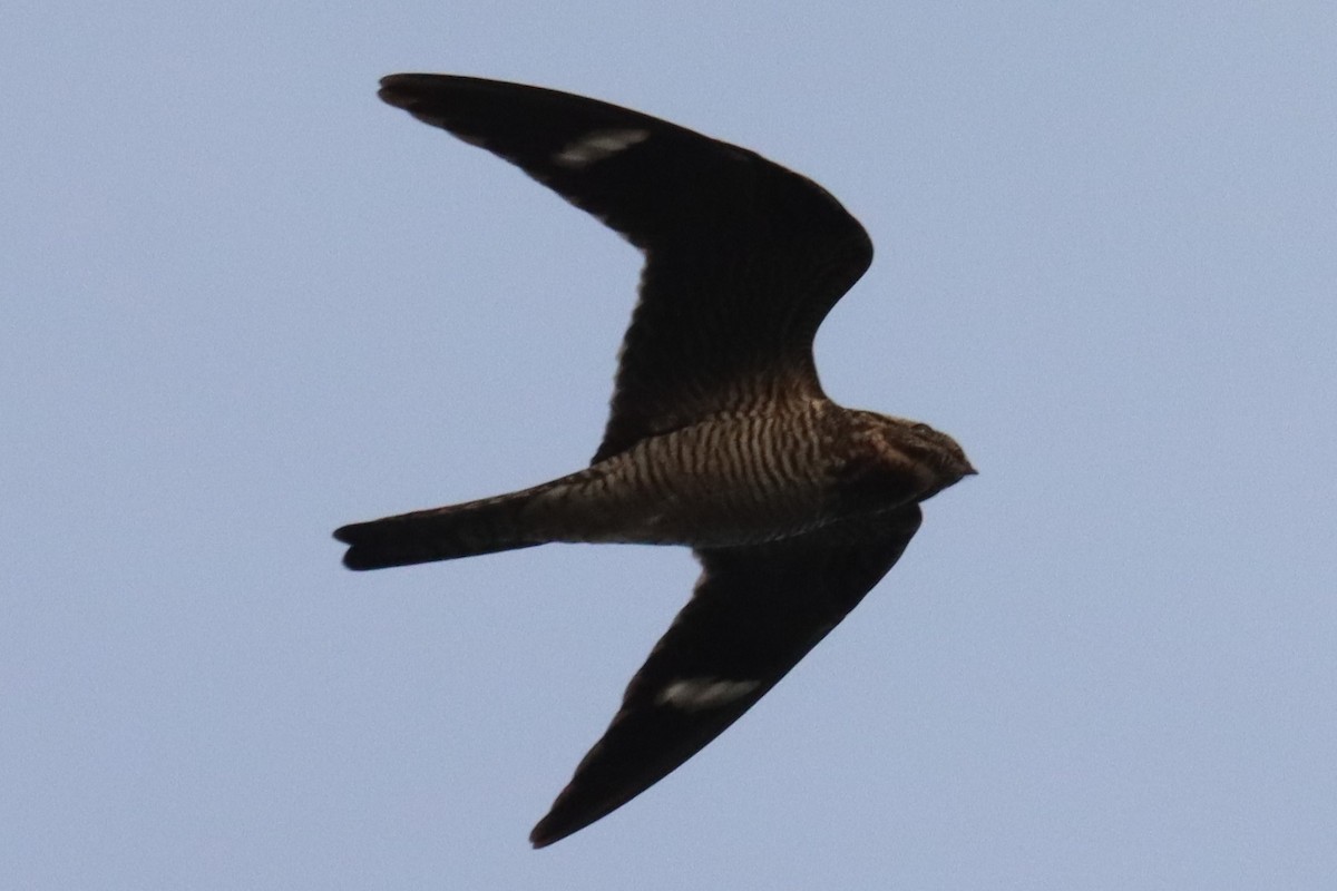 Common Nighthawk - ML603853651