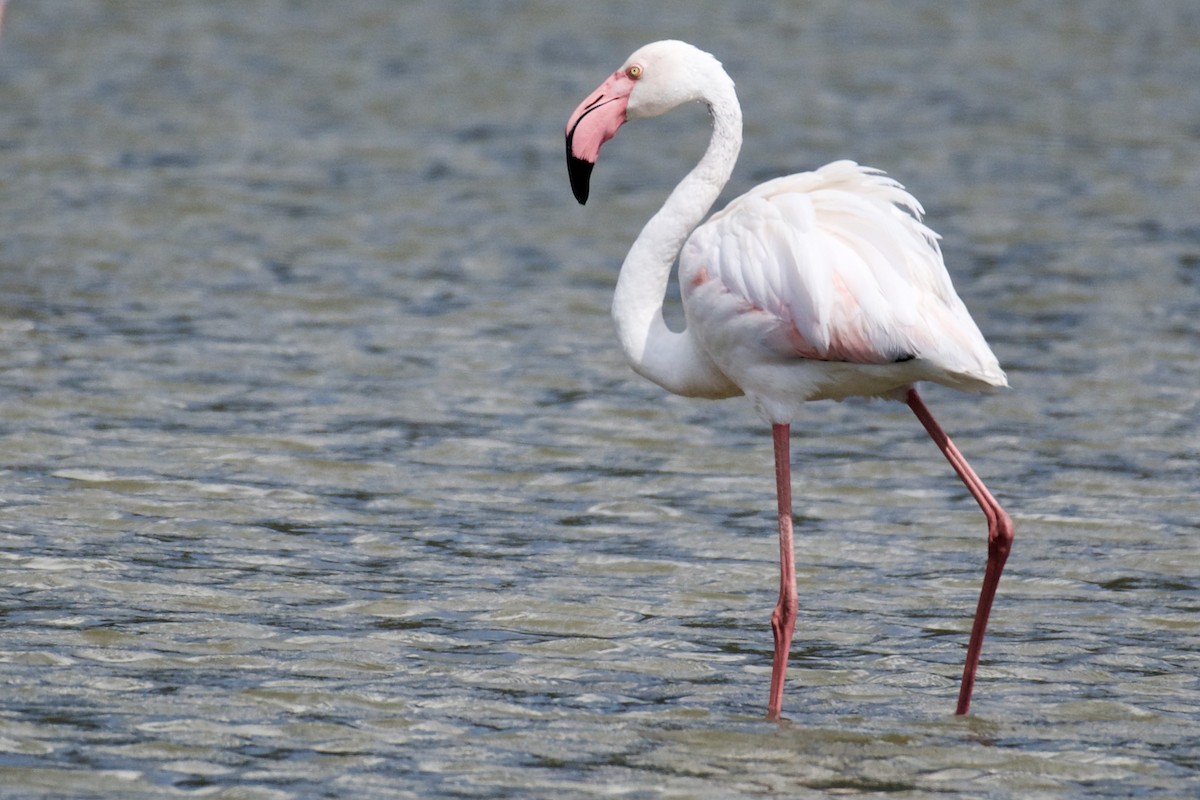 Greater Flamingo - ML603853661