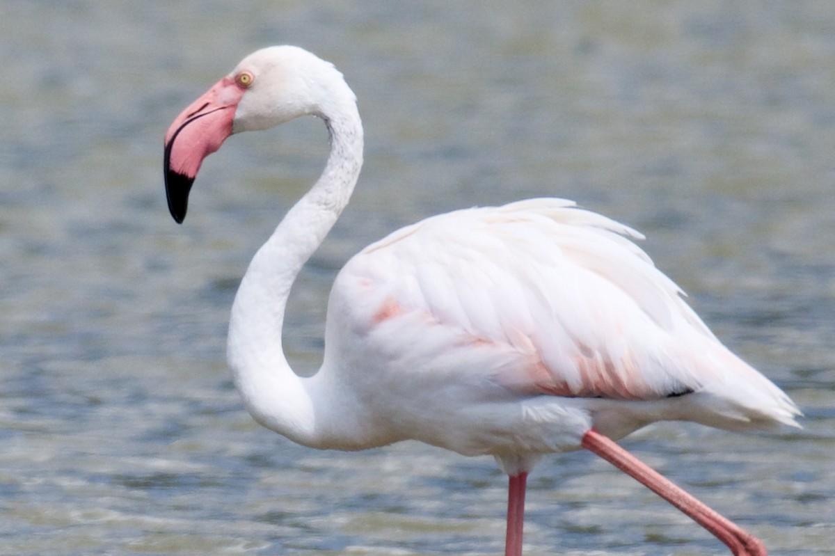 Greater Flamingo - ML603853671