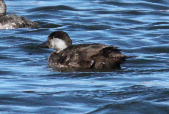 Black Scoter - ML60385581