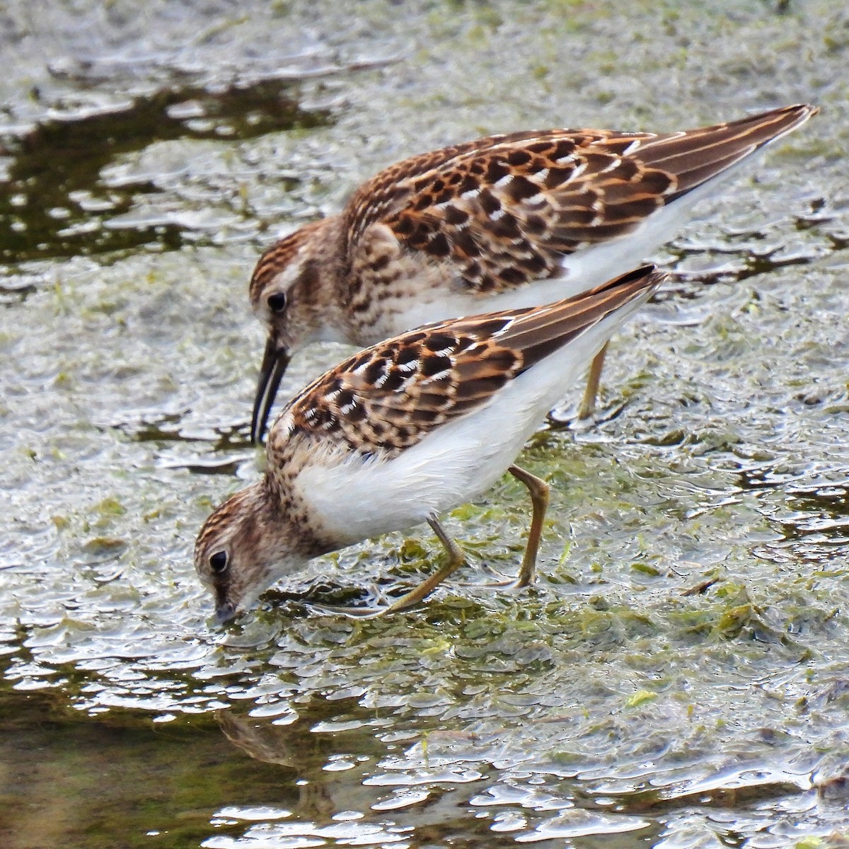 Least Sandpiper - ML603856561