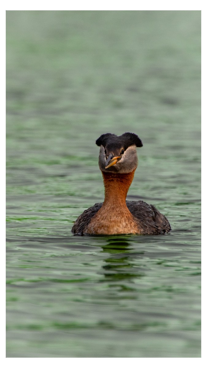Red-necked Grebe - ML603857811