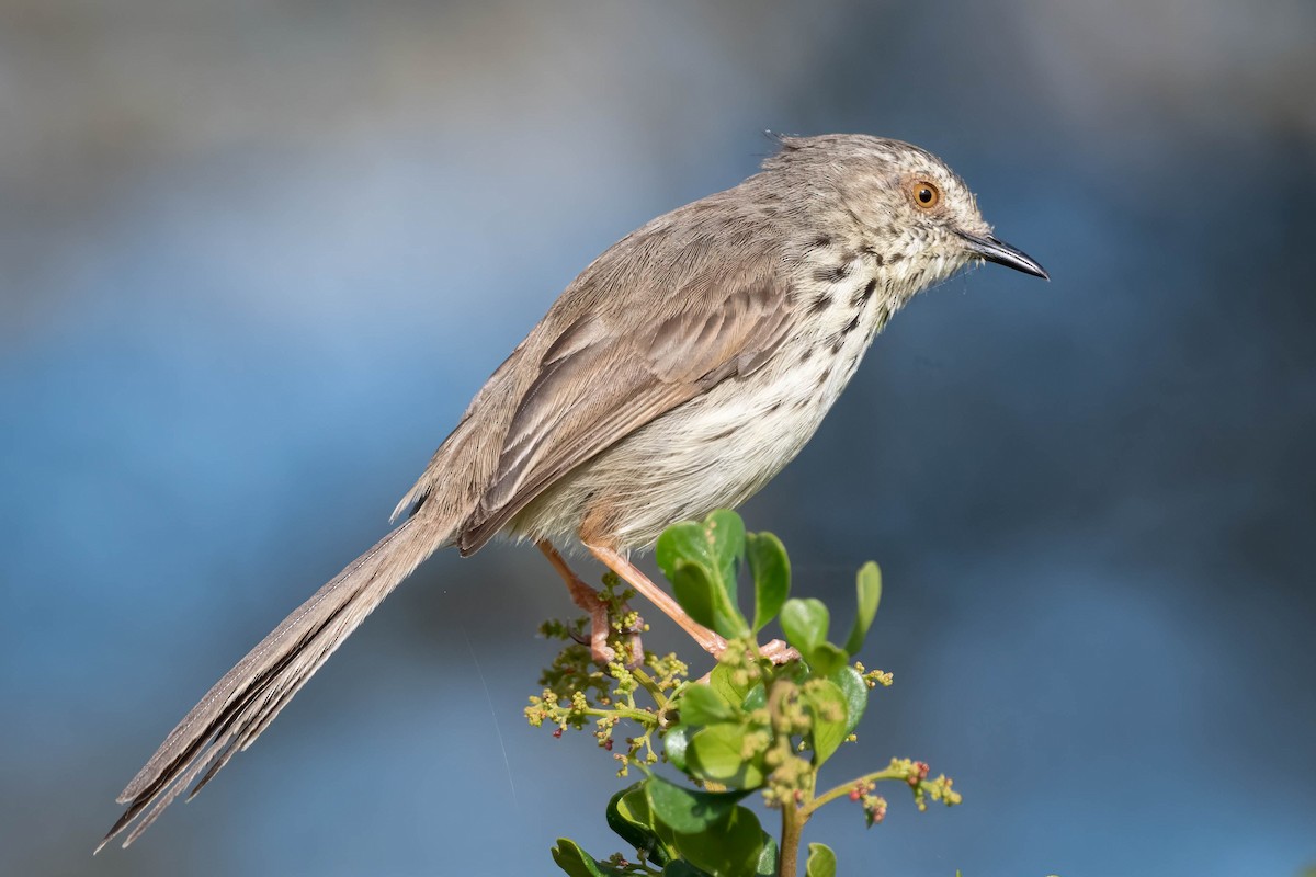 Karoo Prinia - Terence Alexander