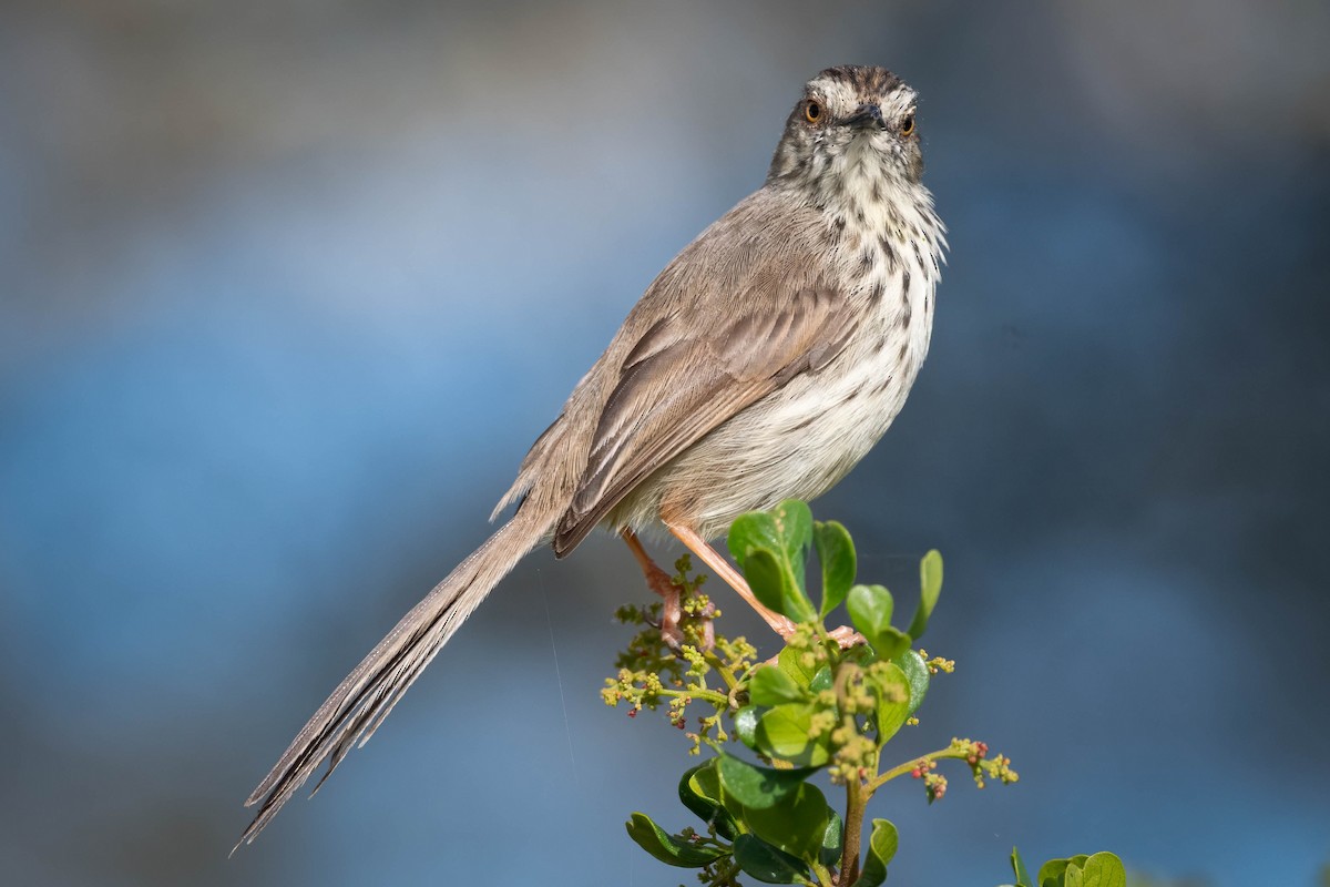 Karoo Prinia - Terence Alexander