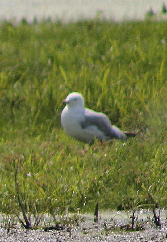 Ring-billed Gull - ML603858491