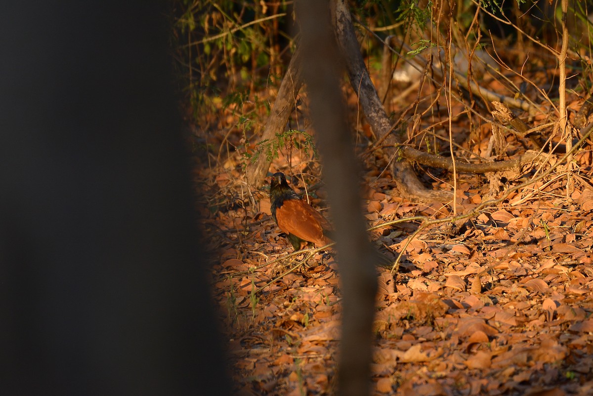 Greater Coucal - ML60385851