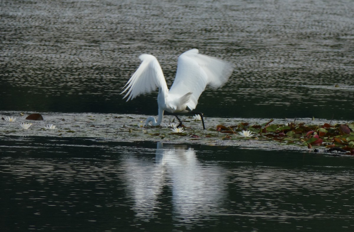 Great Egret - Richard  Zielinski