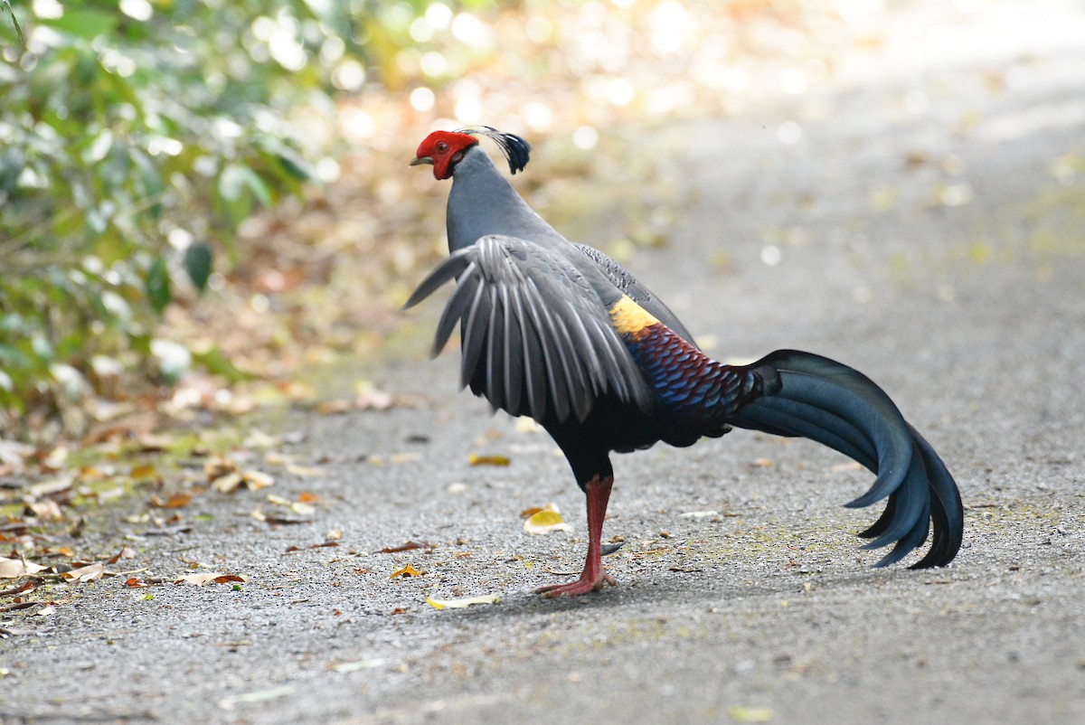 Siamese Fireback - Santi St