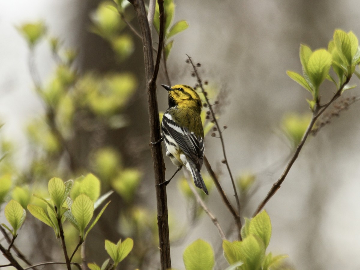 Black-throated Green Warbler - ML603859431