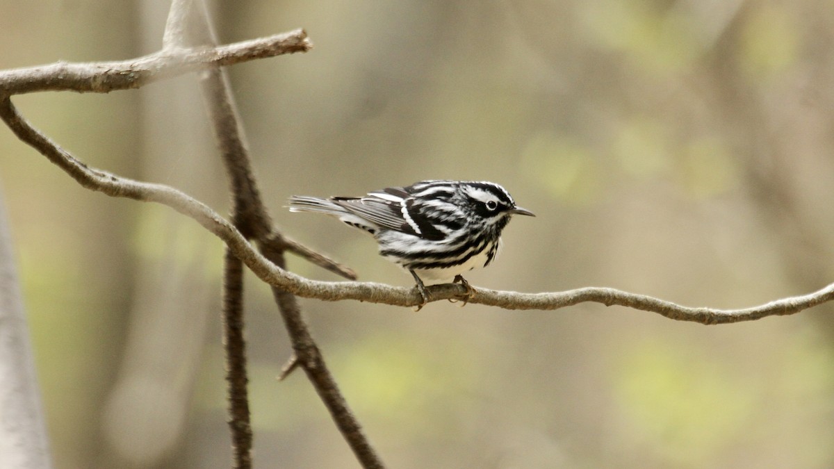 Black-and-white Warbler - ryan  doherty