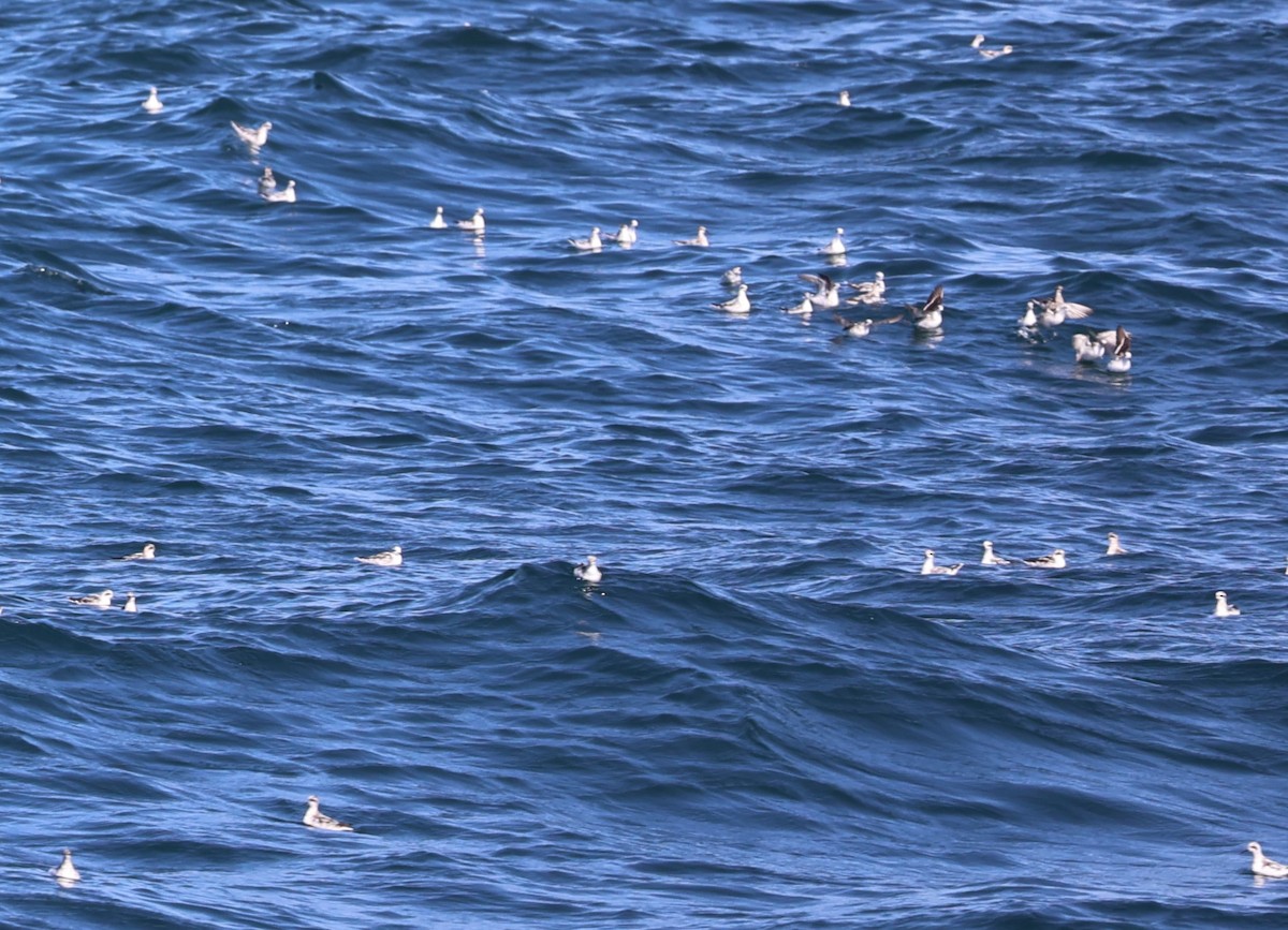 Red-necked Phalarope - ML603859861