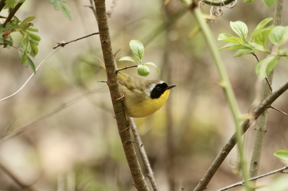 Common Yellowthroat - ML603860181