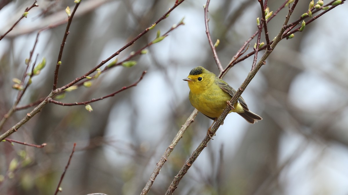 Wilson's Warbler - ML60386051