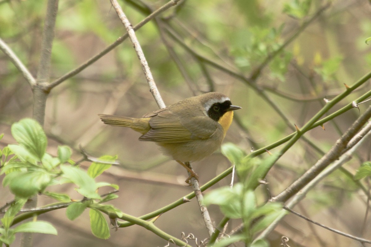 Paruline masquée - ML603860531