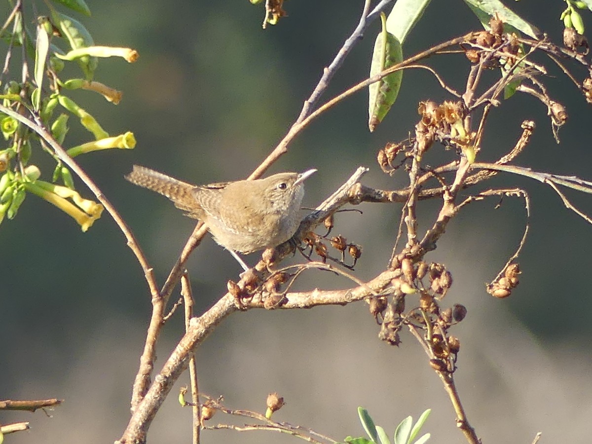 Northern House Wren - ML603860611