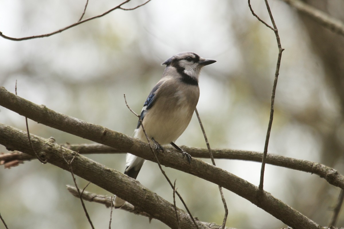 Blue Jay - ML603860701