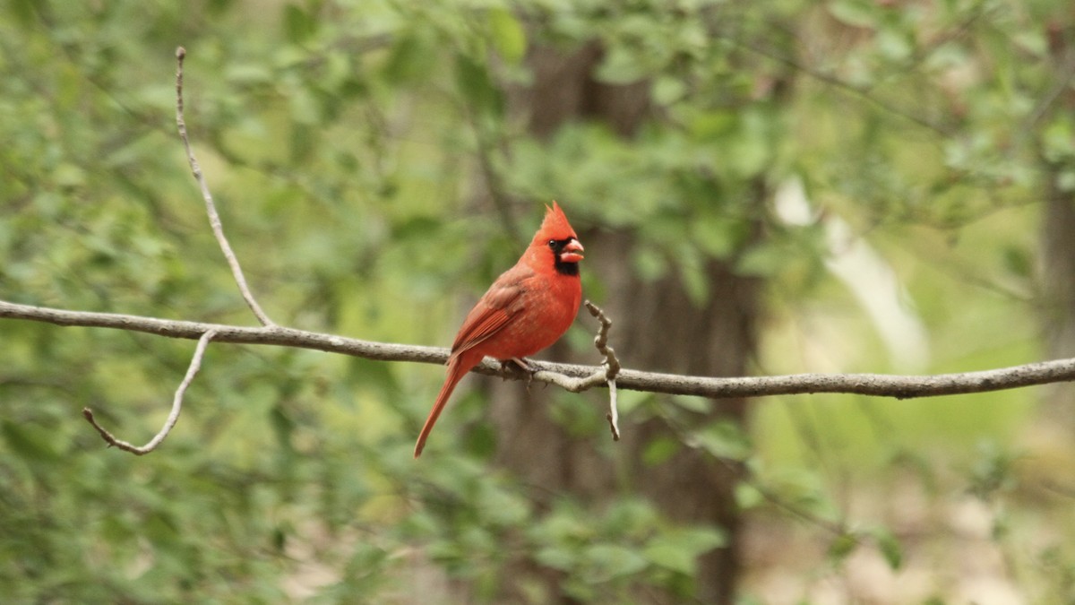 Cardinal rouge - ML603860981