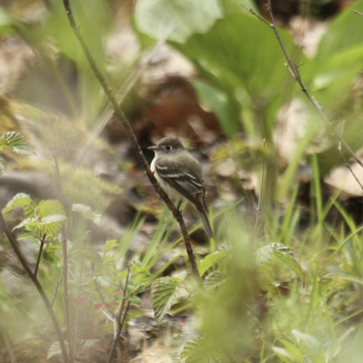 Least Flycatcher - ML603861271