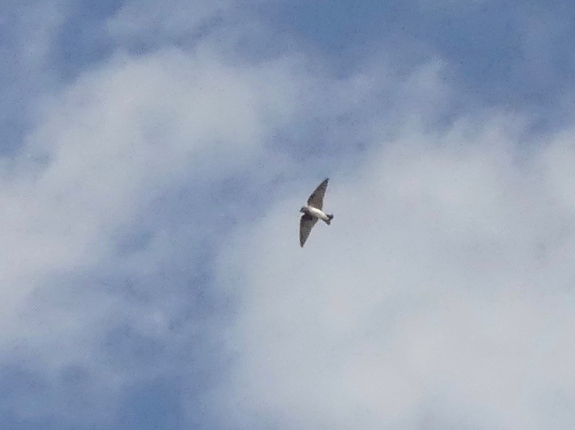 Northern Rough-winged Swallow - ML603861461