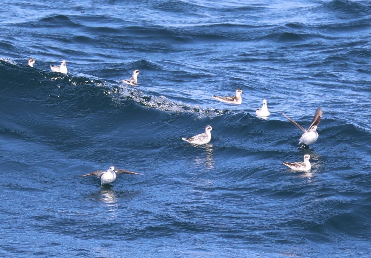 Red-necked Phalarope - ML603861681