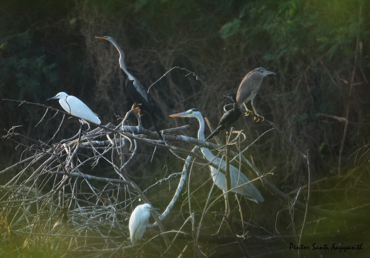 Black-crowned Night Heron - Santi St