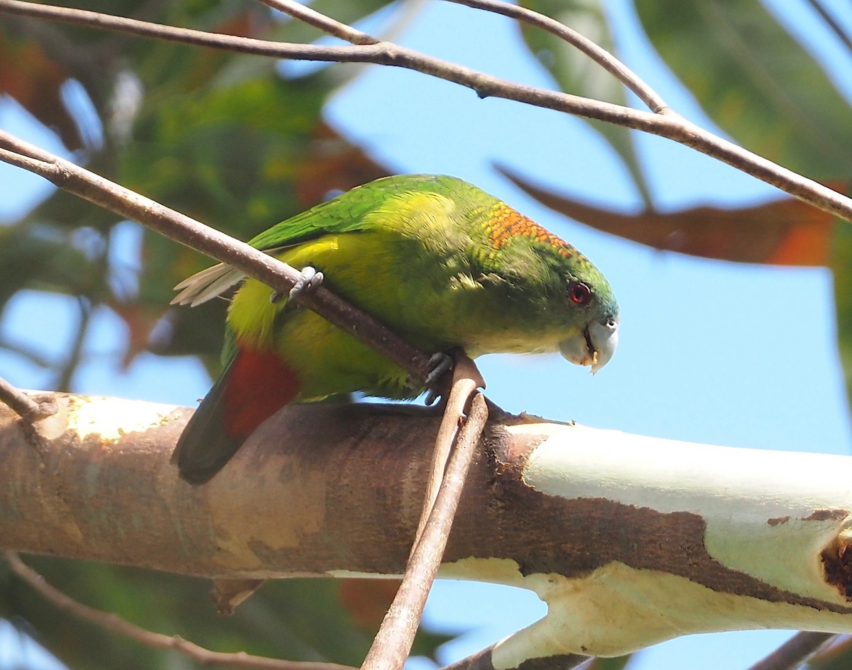 マダラガシラインコ - ML603865851