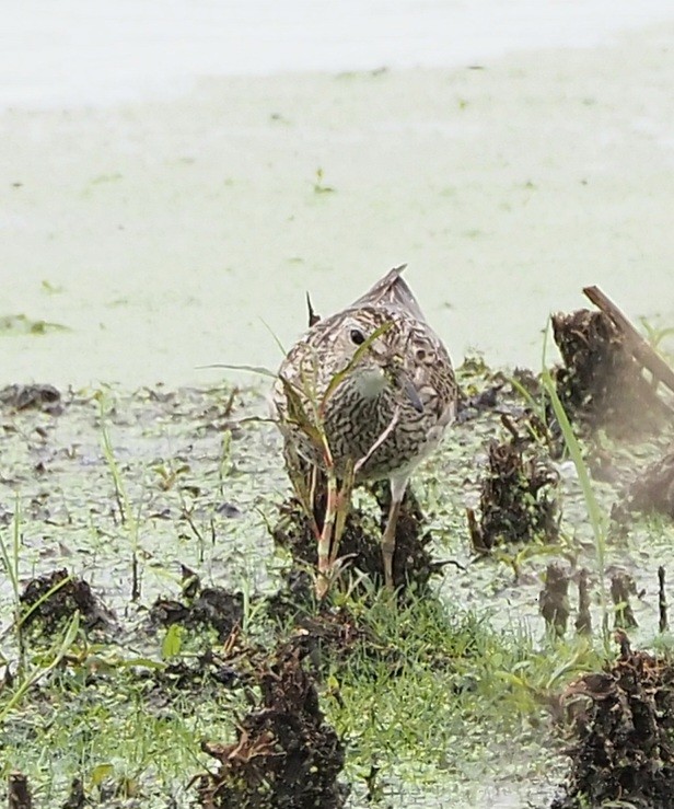 Pectoral Sandpiper - ML603866041