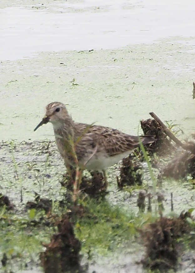 Pectoral Sandpiper - ML603866051