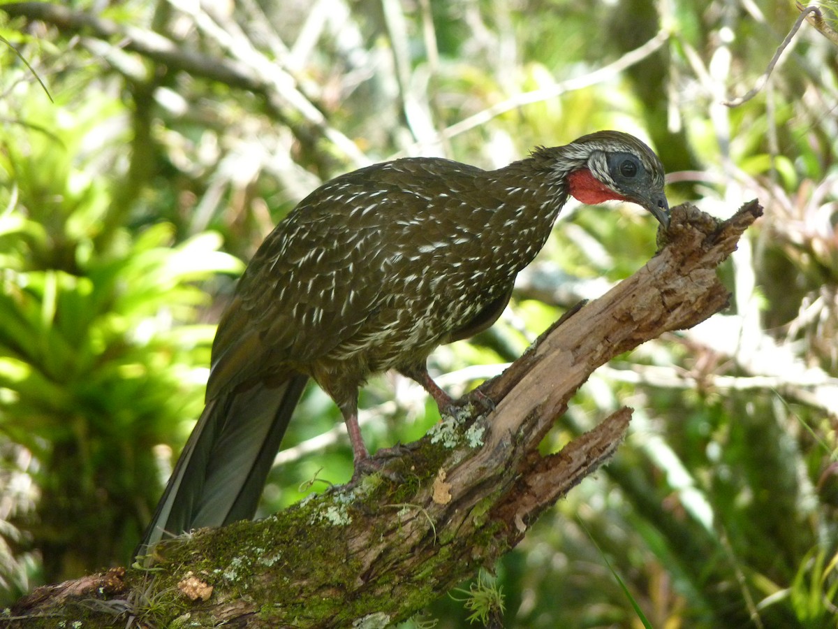 Band-tailed Guan - Rafael Cuevas