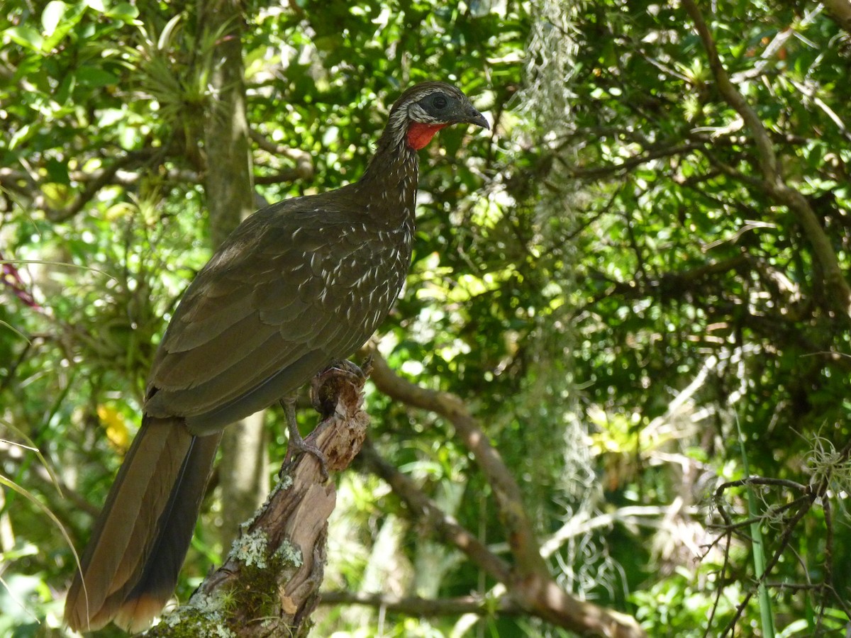 Band-tailed Guan - ML603866331