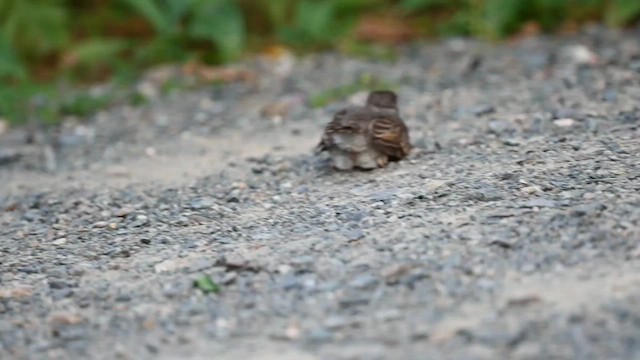 House Sparrow - ML603866371