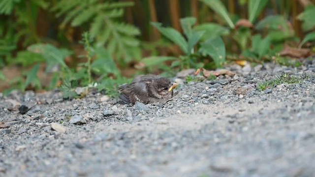 Moineau domestique - ML603866591