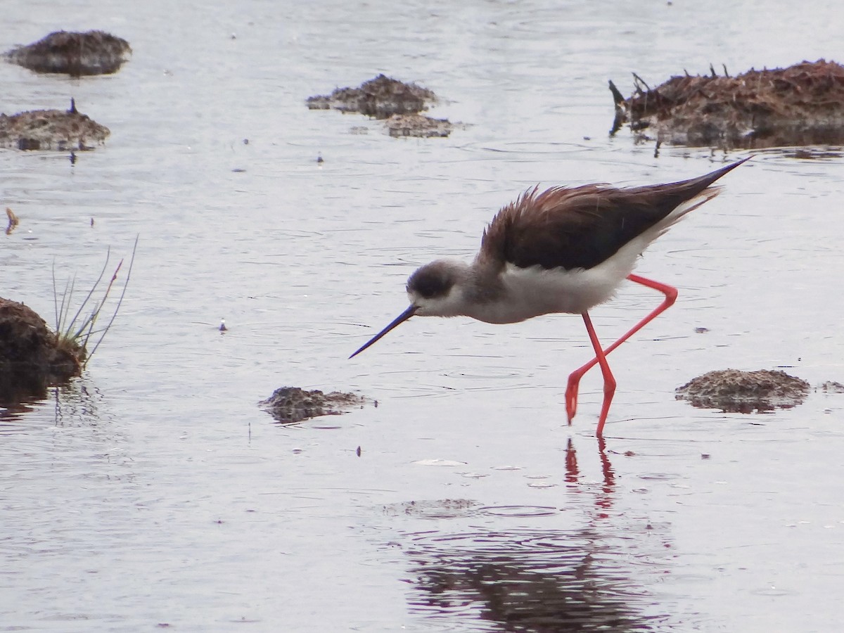 Black-winged Stilt - ML603866631