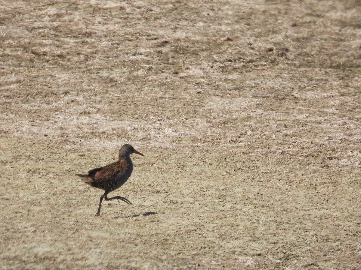 Water Rail - ML603866801