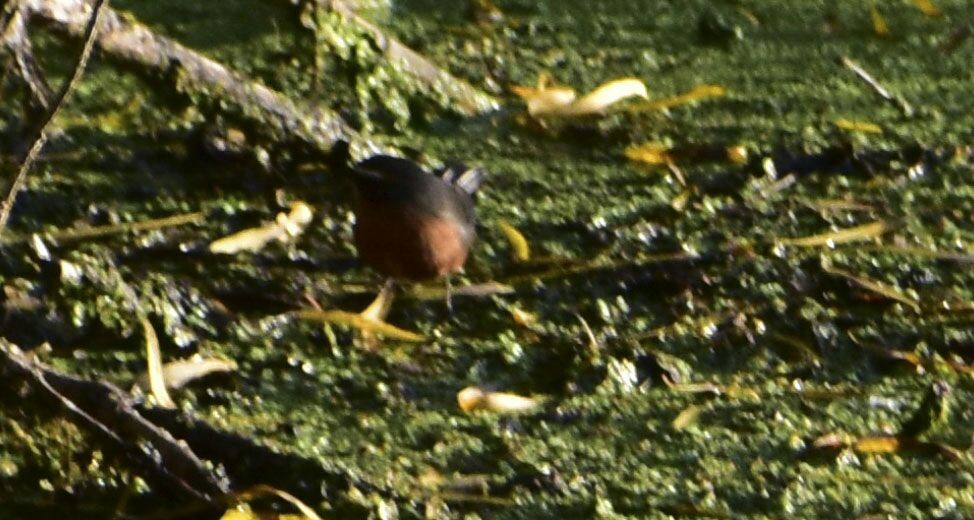 Black-and-rufous Warbling Finch - ML60386741